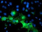 PECAM1 Antibody in Immunocytochemistry (ICC/IF)