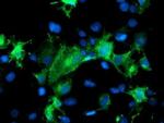 PECAM1 Antibody in Immunocytochemistry (ICC/IF)