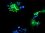 PECAM1 Antibody in Immunocytochemistry (ICC/IF)