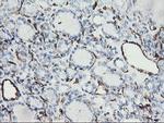 PECAM1 Antibody in Immunohistochemistry (Paraffin) (IHC (P))