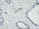 PECAM1 Antibody in Immunohistochemistry (Paraffin) (IHC (P))