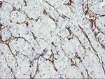 PECAM1 Antibody in Immunohistochemistry (Paraffin) (IHC (P))