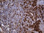 PECAM1 Antibody in Immunohistochemistry (Paraffin) (IHC (P))