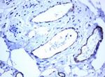PECAM1 Antibody in Immunohistochemistry (Paraffin) (IHC (P))