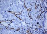 PECAM1 Antibody in Immunohistochemistry (Paraffin) (IHC (P))
