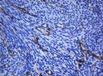 PECAM1 Antibody in Immunohistochemistry (Paraffin) (IHC (P))