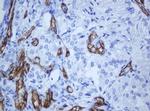 PECAM1 Antibody in Immunohistochemistry (Paraffin) (IHC (P))