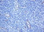 PECAM1 Antibody in Immunohistochemistry (Paraffin) (IHC (P))