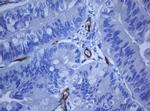 PECAM1 Antibody in Immunohistochemistry (Paraffin) (IHC (P))