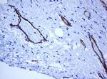 PECAM1 Antibody in Immunohistochemistry (Paraffin) (IHC (P))