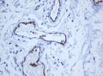 PECAM1 Antibody in Immunohistochemistry (Paraffin) (IHC (P))