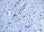 PECAM1 Antibody in Immunohistochemistry (Paraffin) (IHC (P))