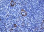 PECAM1 Antibody in Immunohistochemistry (Paraffin) (IHC (P))
