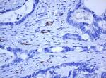 PECAM1 Antibody in Immunohistochemistry (Paraffin) (IHC (P))
