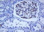 PECAM1 Antibody in Immunohistochemistry (Paraffin) (IHC (P))