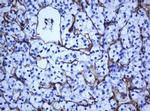 PECAM1 Antibody in Immunohistochemistry (Paraffin) (IHC (P))