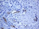 PECAM1 Antibody in Immunohistochemistry (Paraffin) (IHC (P))