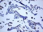 PECAM1 Antibody in Immunohistochemistry (Paraffin) (IHC (P))