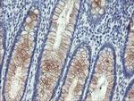 PECAM1 Antibody in Immunohistochemistry (Paraffin) (IHC (P))