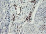 PECAM1 Antibody in Immunohistochemistry (Paraffin) (IHC (P))