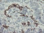 PECAM1 Antibody in Immunohistochemistry (Paraffin) (IHC (P))