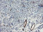 PECAM1 Antibody in Immunohistochemistry (Paraffin) (IHC (P))