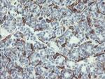PECAM1 Antibody in Immunohistochemistry (Paraffin) (IHC (P))