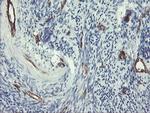 PECAM1 Antibody in Immunohistochemistry (Paraffin) (IHC (P))