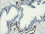 PECAM1 Antibody in Immunohistochemistry (Paraffin) (IHC (P))