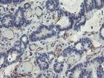 PECAM1 Antibody in Immunohistochemistry (Paraffin) (IHC (P))