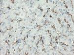 PECAM1 Antibody in Immunohistochemistry (Paraffin) (IHC (P))