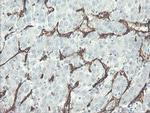 PECAM1 Antibody in Immunohistochemistry (Paraffin) (IHC (P))