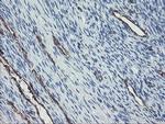 PECAM1 Antibody in Immunohistochemistry (Paraffin) (IHC (P))