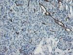 PECAM1 Antibody in Immunohistochemistry (Paraffin) (IHC (P))