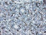 PECAM1 Antibody in Immunohistochemistry (Paraffin) (IHC (P))