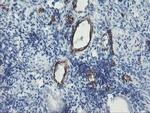 PECAM1 Antibody in Immunohistochemistry (Paraffin) (IHC (P))