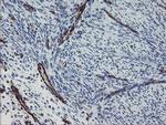 PECAM1 Antibody in Immunohistochemistry (Paraffin) (IHC (P))