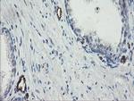 PECAM1 Antibody in Immunohistochemistry (Paraffin) (IHC (P))