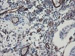 PECAM1 Antibody in Immunohistochemistry (Paraffin) (IHC (P))