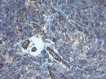 PECAM1 Antibody in Immunohistochemistry (Paraffin) (IHC (P))