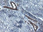 PECAM1 Antibody in Immunohistochemistry (Paraffin) (IHC (P))