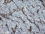 PECAM1 Antibody in Immunohistochemistry (Paraffin) (IHC (P))
