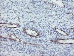 PECAM1 Antibody in Immunohistochemistry (Paraffin) (IHC (P))