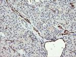 PECAM1 Antibody in Immunohistochemistry (Paraffin) (IHC (P))