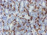 PECAM1 Antibody in Immunohistochemistry (Paraffin) (IHC (P))