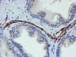 PECAM1 Antibody in Immunohistochemistry (Paraffin) (IHC (P))