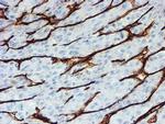 PECAM1 Antibody in Immunohistochemistry (Paraffin) (IHC (P))