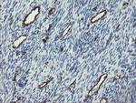 PECAM1 Antibody in Immunohistochemistry (Paraffin) (IHC (P))
