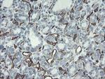 PECAM1 Antibody in Immunohistochemistry (Paraffin) (IHC (P))