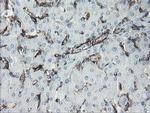 PECAM1 Antibody in Immunohistochemistry (Paraffin) (IHC (P))